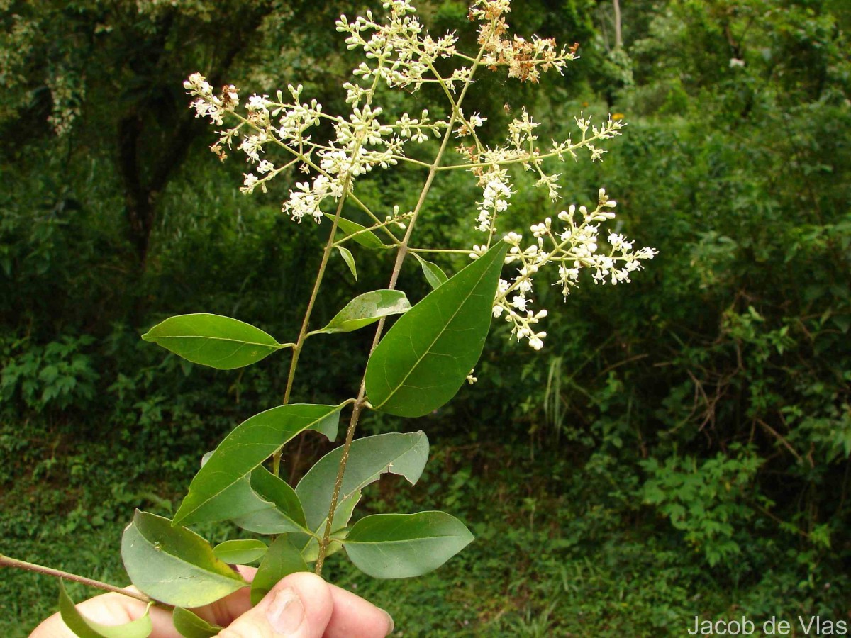 Ligustrum robustum (Roxb.) Blume